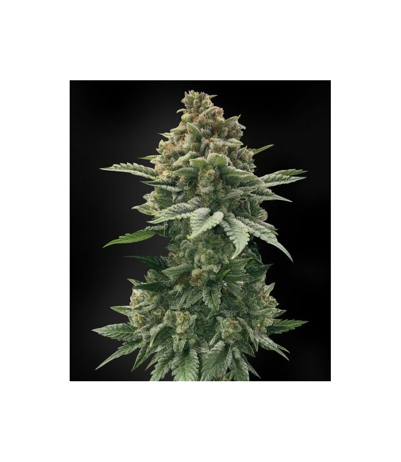 Экспресс DO-SI-DOS, Фасовка: 5